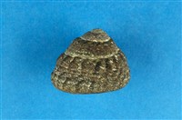 藏品(粗瘤黑鐘螺)的圖片